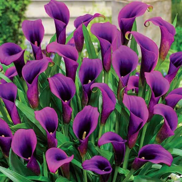 Breck's Purple Sensation Calla Lily Bulb (1-Pack)