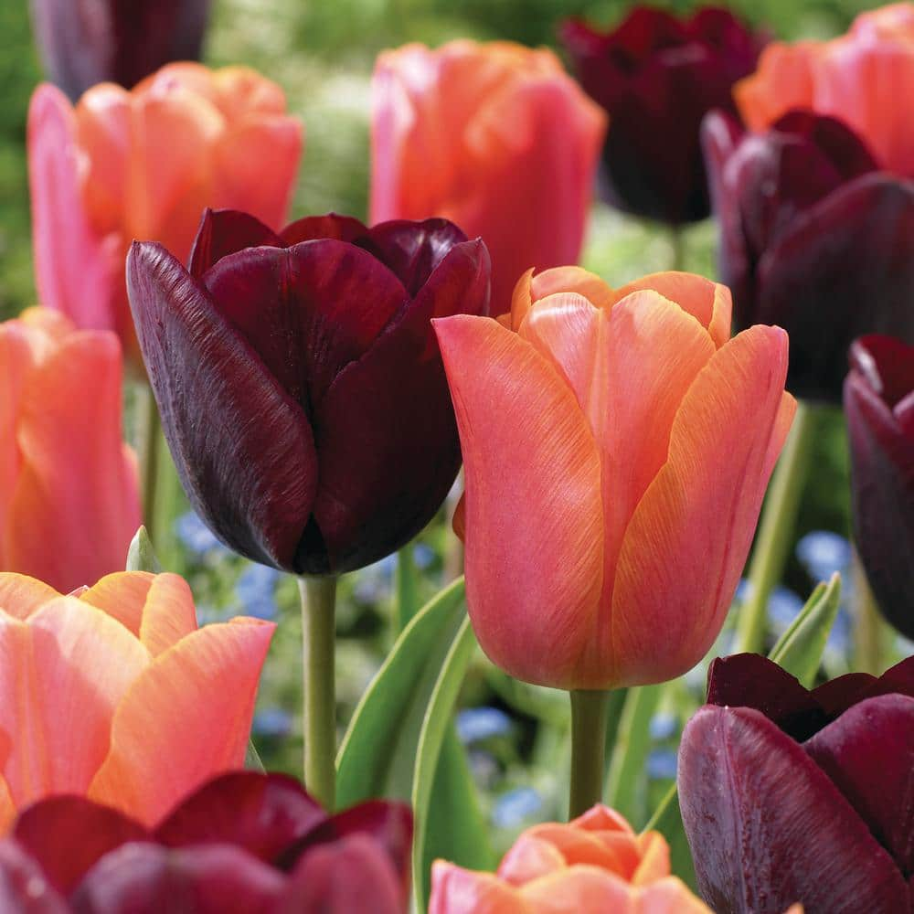 Miracle-Gro 12/+ cm Maroon and Orange Mix Triumph Tulip Flower Bulbs (Bag of 50)