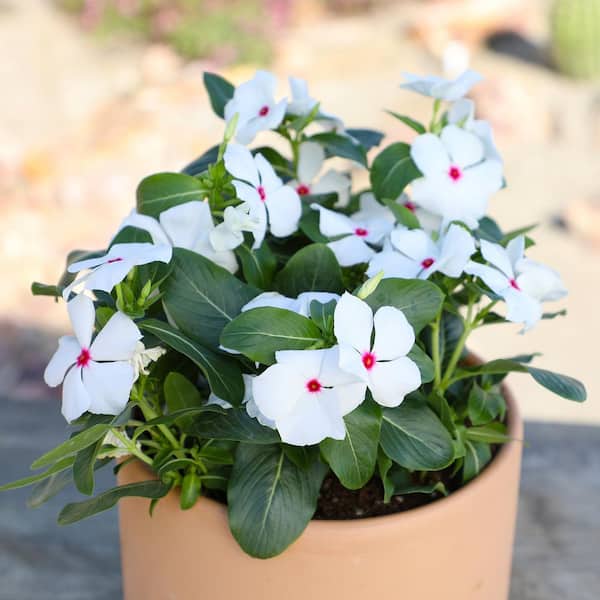 Expert Gardener 1PT Vinca Assortment Live Plants (4 Pack)