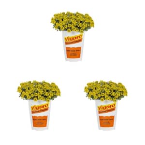 2 qt. Alyssum Sweet Alyssum Golden Spring Yellow Perennial Plant (3-Pack)