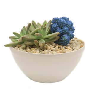 Blue Desert Gems Indoor Cactus Garden in 6 in. Gloss Ceramic Bowl, Avg. Shipping Height 3 in. Tall