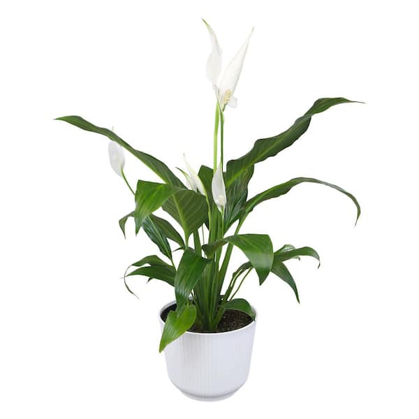 Peace Lily (Spathiphyllum), 6 in. White Decorative Pot, Popular Live Indoor House Plant Gift