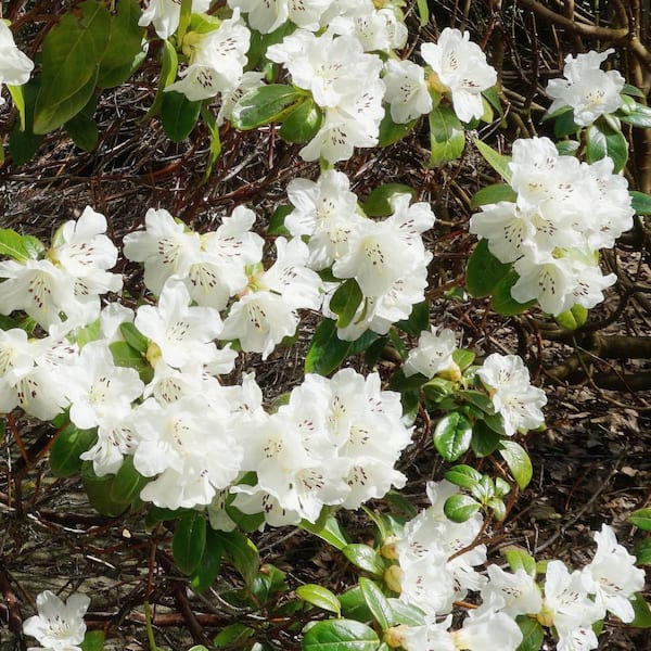 national PLANT NETWORK 1 Gal. Floramore Azalea White Shrub with