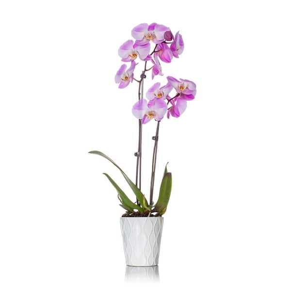 Just Add Ice Pink 5 in. Holiday Orchid Plant in Ceramic Pot (2-Stems)