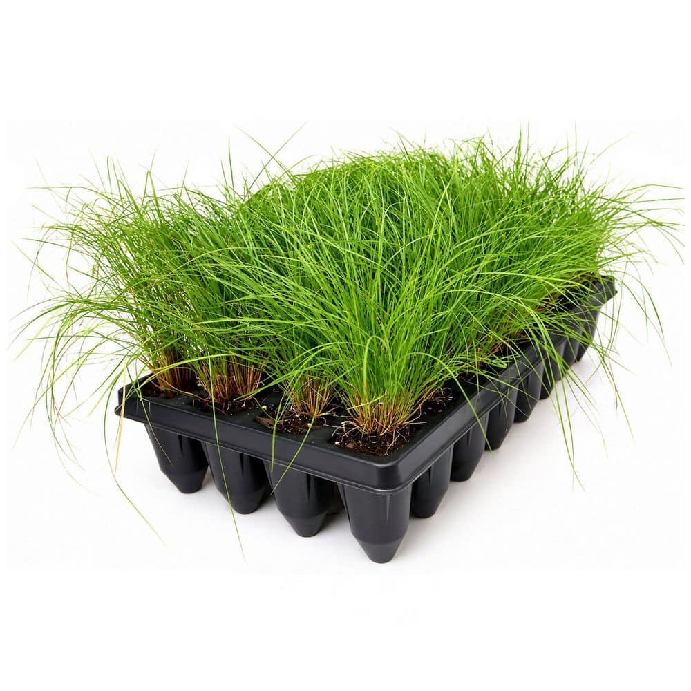 3 in. Rose Muhly Grass Plant Starter Plugs (32-Count Tray) price history on PriceWatchPro