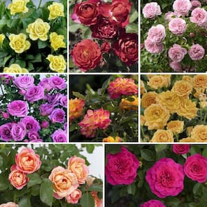 2.5 in. Bloom Maker Mini Rose Collection (8-Pack)
