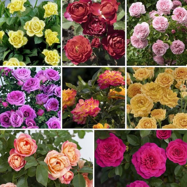 national PLANT NETWORK 2.5 in. Bloom Maker Mini Rose Collection (8-Pack ...