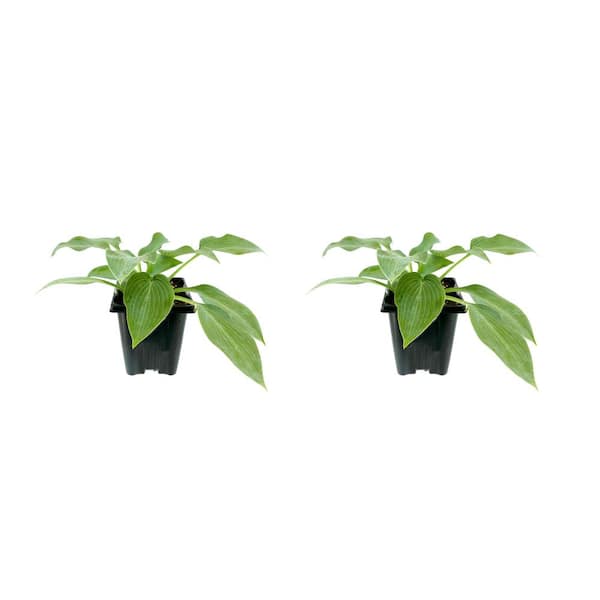Unbranded 1.0 Qt. Perennial Hosta Hadspen Blue (2-Pack)
