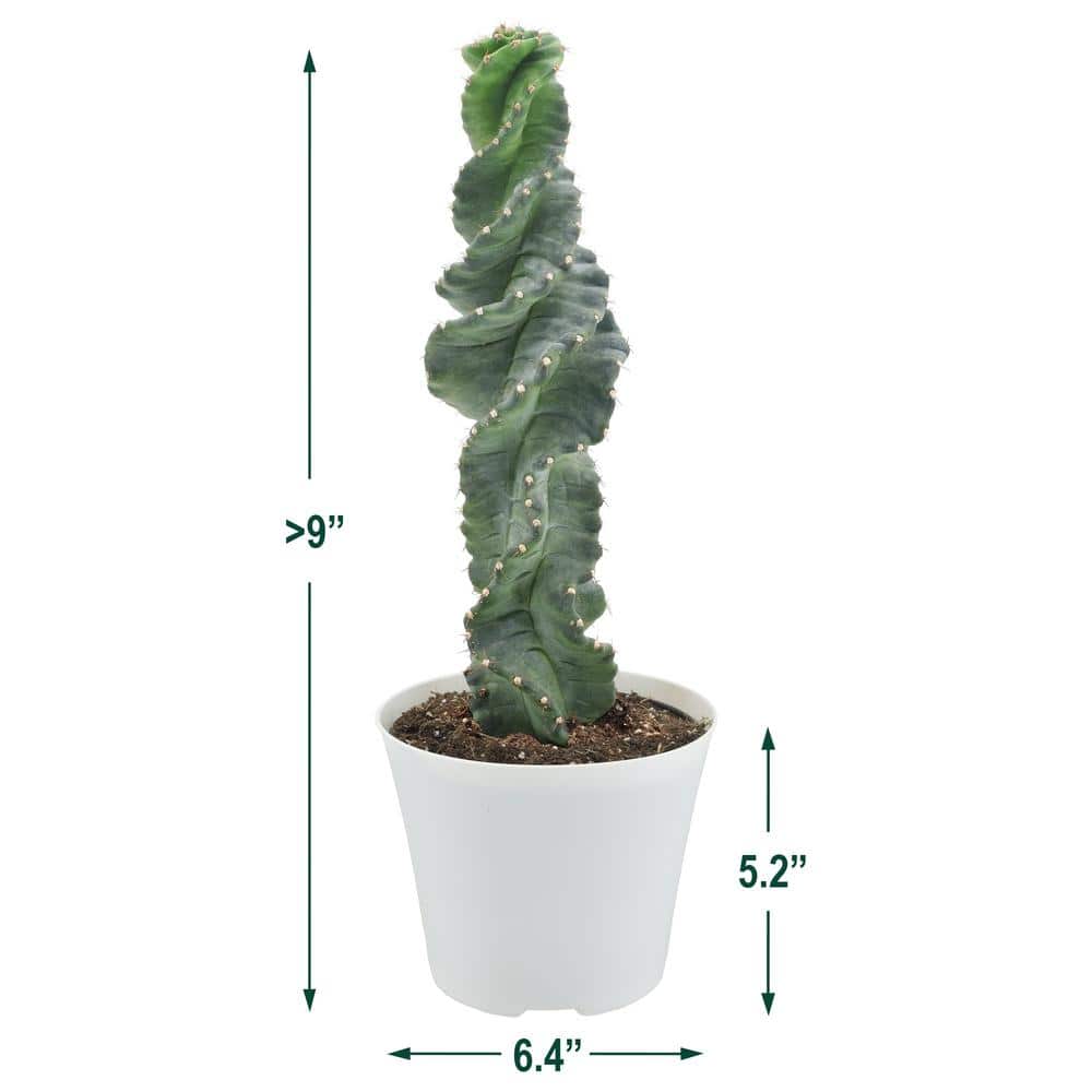 6-Inch Green Spiral Cactus in White Plastic Pot