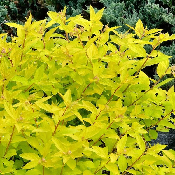 national PLANT NETWORK 3 gal. Spirea Goldmound Shrub HD2868