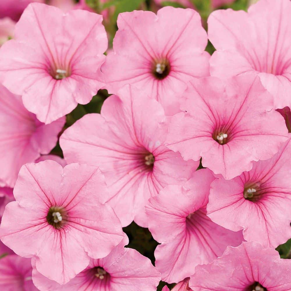 PROVEN WINNERS 7 in. Royale Supertunia Vista Bubblegum Petunia