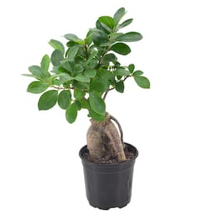 4 in. Ginseng Ficus Bonsai Black Plastic Grower Pot