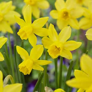 14/16 cm, Jonquil Sailboat Daffodil Flower Bulbs, Yellow (Bag of 250)