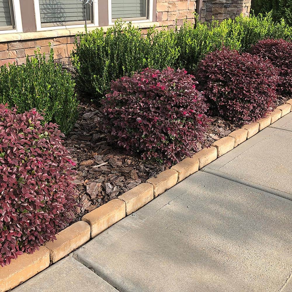 2 Gallon Purple Daydream Loropetalum Shrub with Pink Blooms