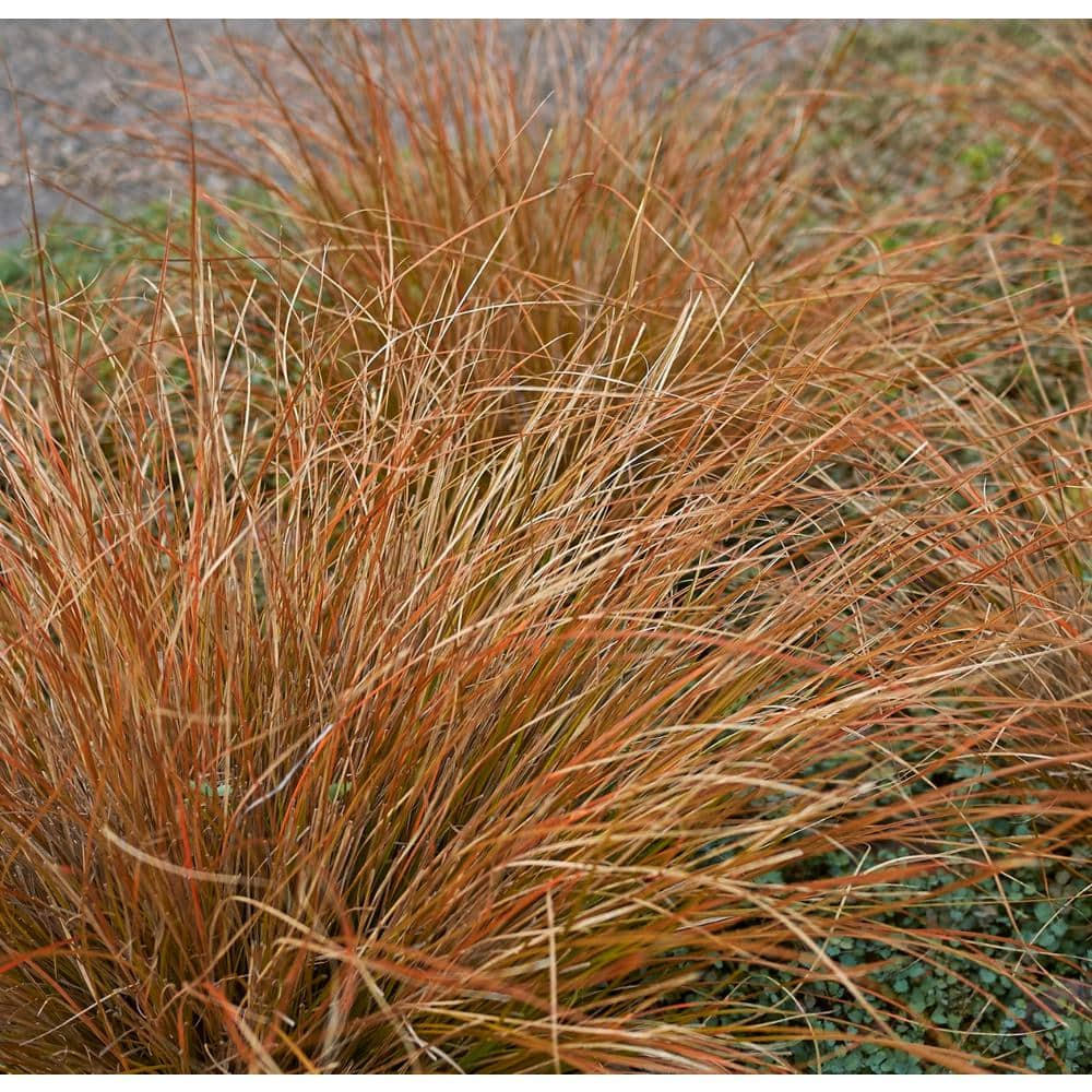 Alder & Oak #1 Container Orange Sedge Grass (4-Pack) CATE01 - The Home ...