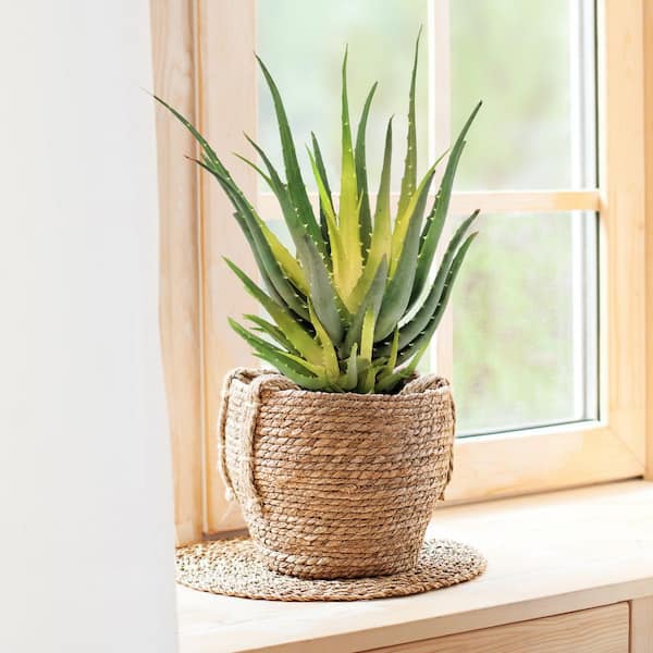 ＡＬＯＥです。 Aloe Firecrackers – AceMegaSucculents