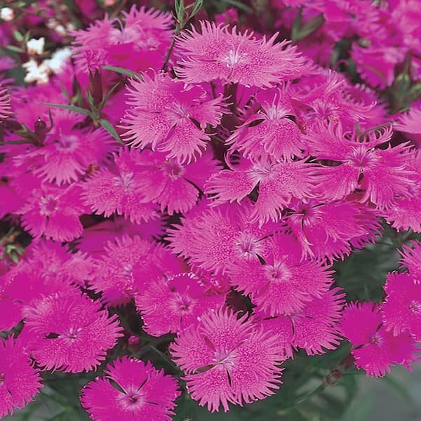 Unbranded #1 Bouquet Purple Dianthus Plant