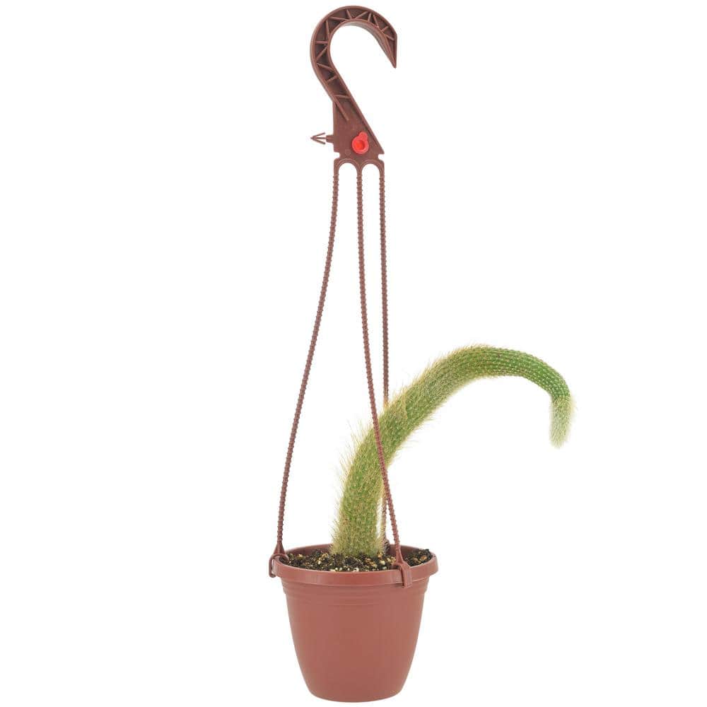 Monkey Tail Cactus in Brown Plastic Hanging Basket, 4 Inches