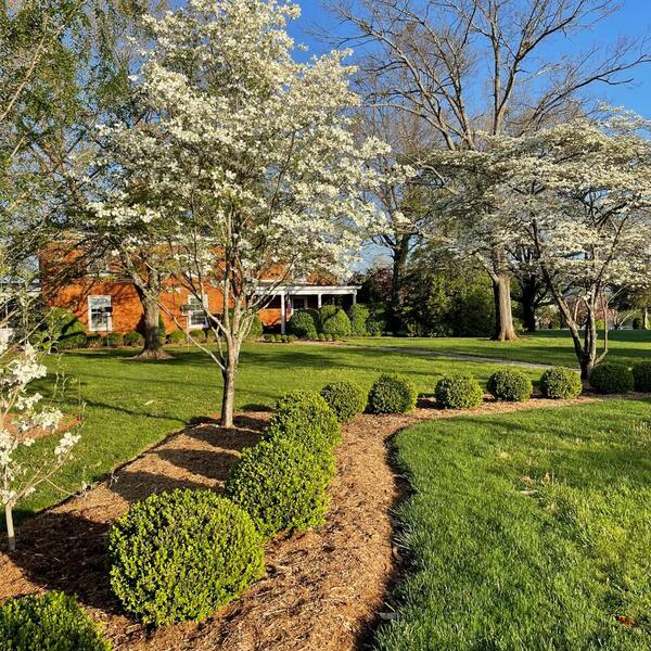 Proven Winners 1 Gal. NewGen Independence Boxwood (Buxus hybrid