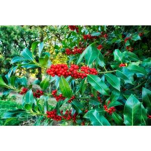 1 Gal. Castle Spire Blue Holly Shrub Vigorous Grower with Bright Red Berries and Tough, Shiny Foliage