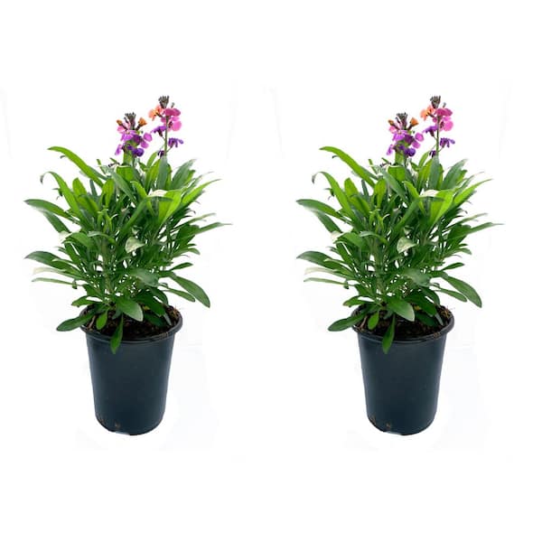 Unbranded. 2.5 QT Erysimum 'Erysistible Magenta' Perennial Plant with Pink  Flowers (2-Pack) 3095 - The Home Depot