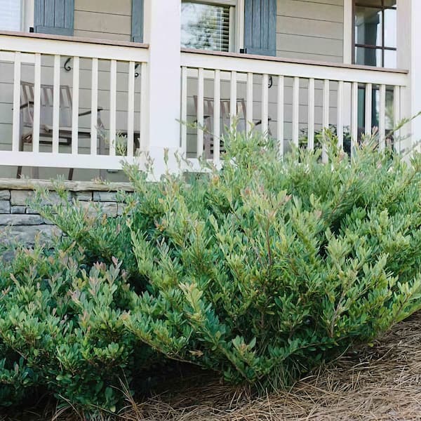 national PLANT NETWORK 3 gal. Distylium Cinnamon Girl Shrub HD2717