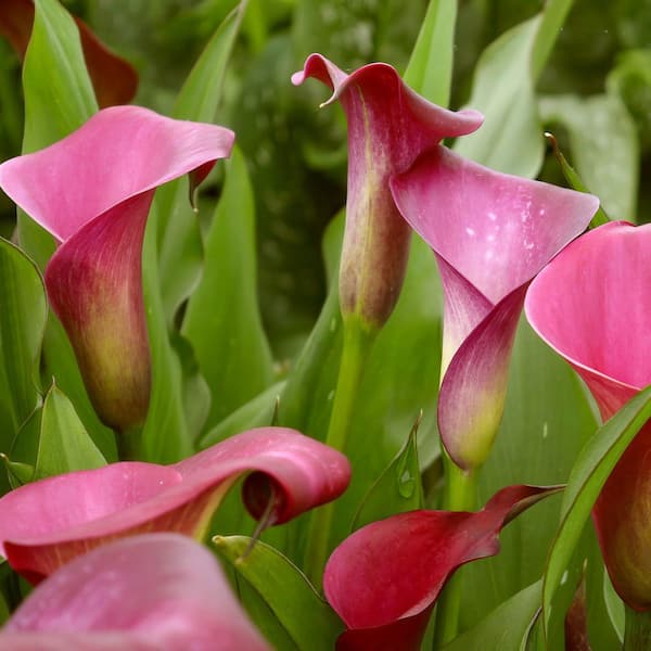 national PLANT NETWORK Calla Lily Zazu Bulb (3-Pack) HD2622 national PLANT NETWORK Calla Lily Zazu Bulb (3-Pack) HD2622