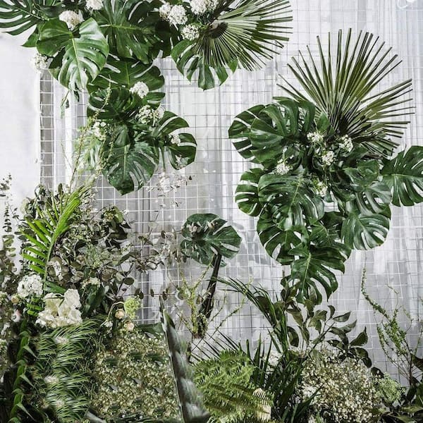 peace lily blooms green Sensation Peace Lily main image 0