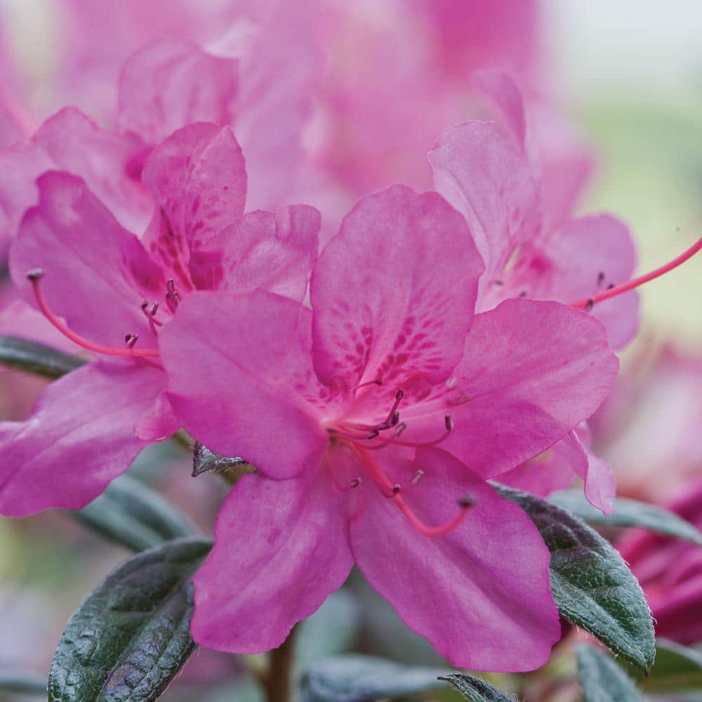 Autumn Amethyst Purple Flowering Perennial Azalea Shrub in 1 Gallon Container