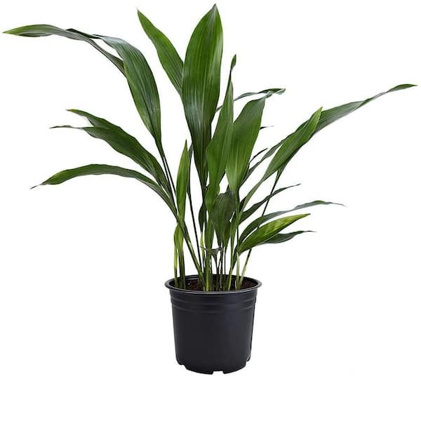 Brighter Blooms 3 Gal. Cast Iron Plant Aspidistra Elatior Plant in