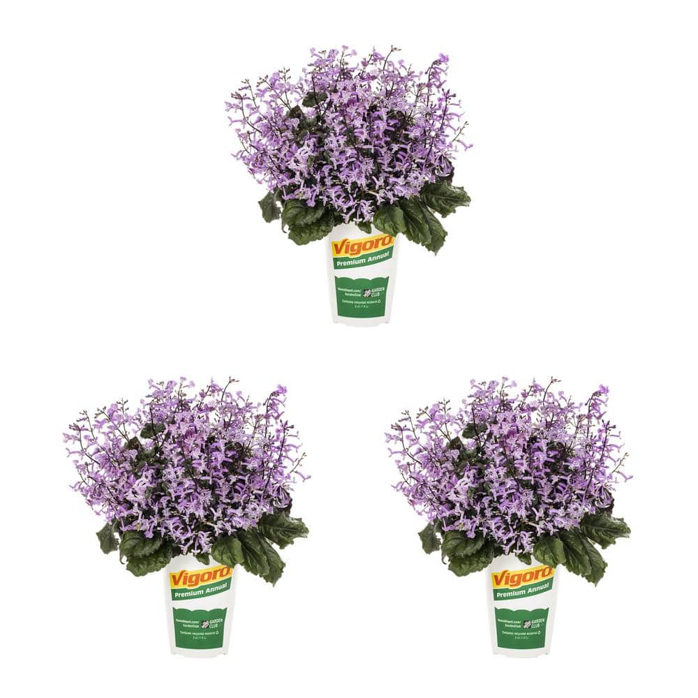 2 qt. Purple Plectranthus Mona Lavender Annual Plant (3-Pack) price history on PriceWatchPro