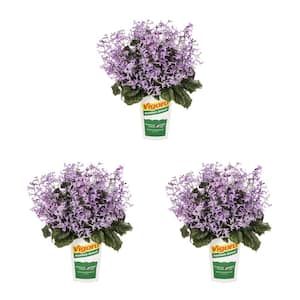 2 qt. Purple Plectranthus Mona Lavender Annual Plant (3-Pack)