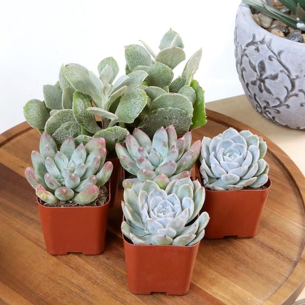 Element by Altman Plants 2" Multi-color Succulent Live Plants (12 Pack)