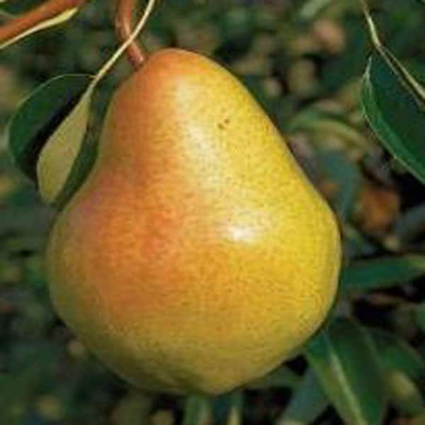 OnlinePlantCenter 5 gal. Bartlett Pear Fruit Tree