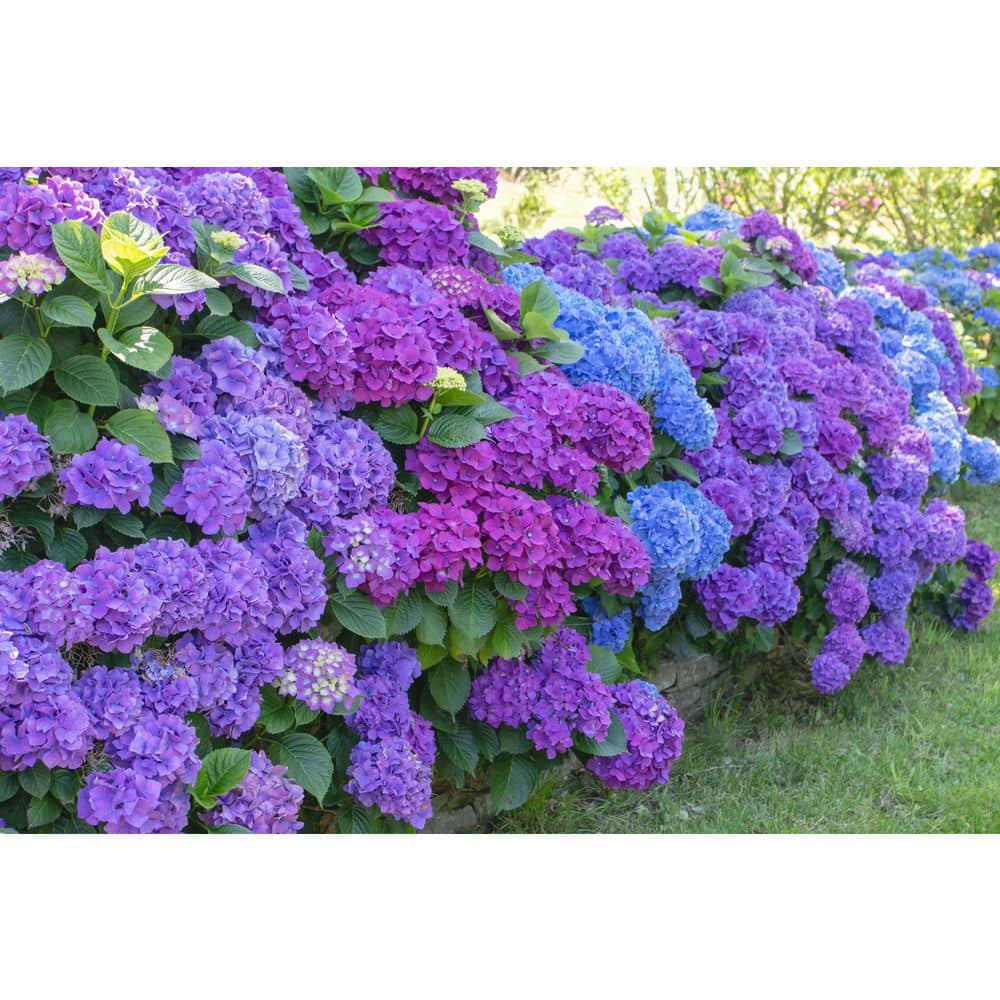 5 Gal. All Summer Beauty Hydrangea Shrub price history on PriceWatchPro