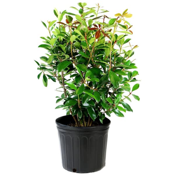 2.25 Gal. Cleyera Japonica Shrub