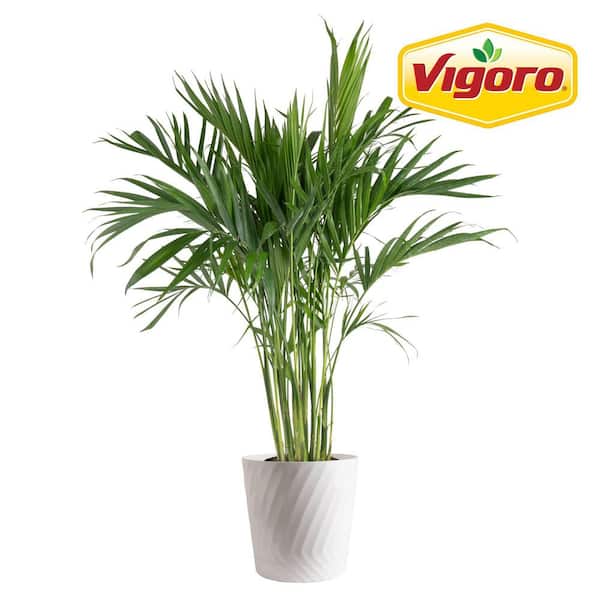 Cateracterum Indoor Palm (Cat Palm) Plant in 10in. White Decor Pot, Avg. Shipping Height 3-4 ft. Tall