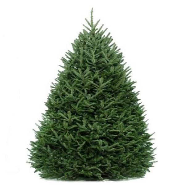 Unbranded 3.5-5 ft. Live Freshly Cut Live Fraser Fir Table Top Christmas Tree