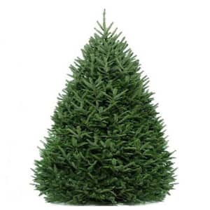 8-9 f. Freshly Cut Full Live Abies Fraser Fir Christmas Tree