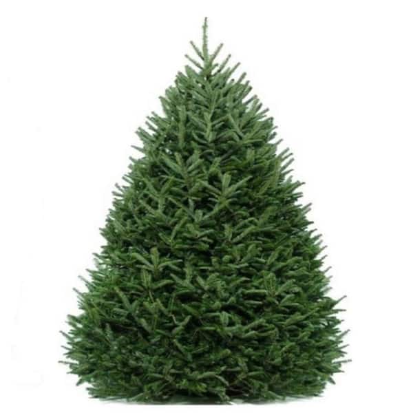 Unbranded 9 ft. - 10 ft. Freshly Cut Live Abies Fraser Fir Christmas Tree