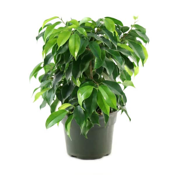 national PLANT NETWORK 6 in. Ficus Spire Plant in Grower Container