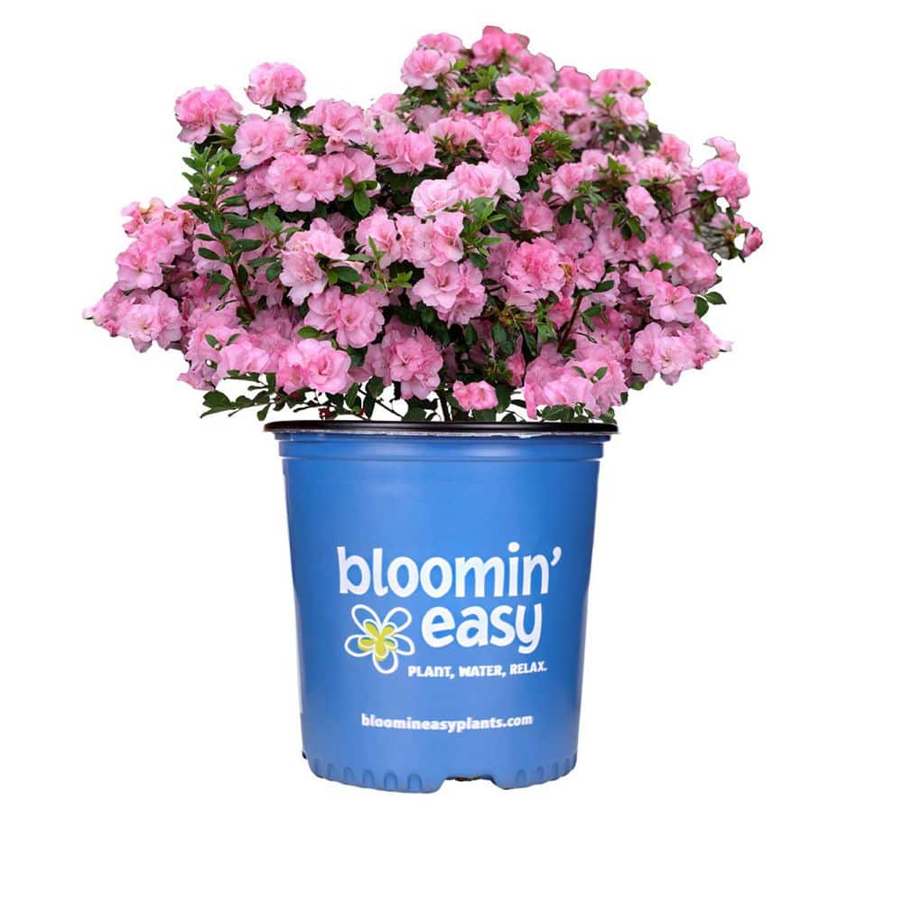 2 Gal. Pot, Ever After Blush Pink Flowering Reblooming Azalea Shrub Potted Plant (1-Pack) price history on PriceWatchPro