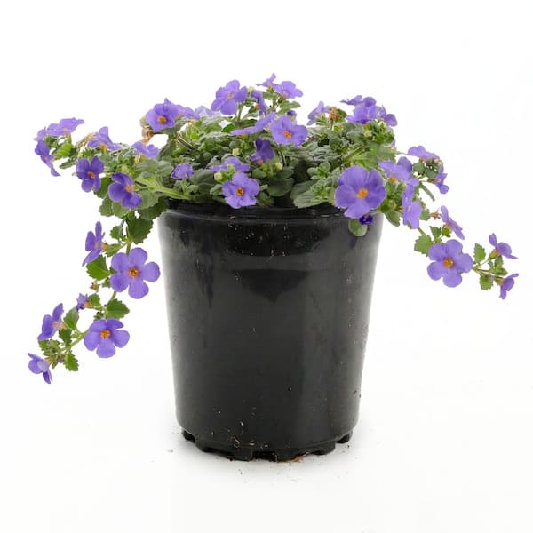 Kawahara Nurseries 1 Qrt MegaCopa Bacopa Annual Plant with Blue