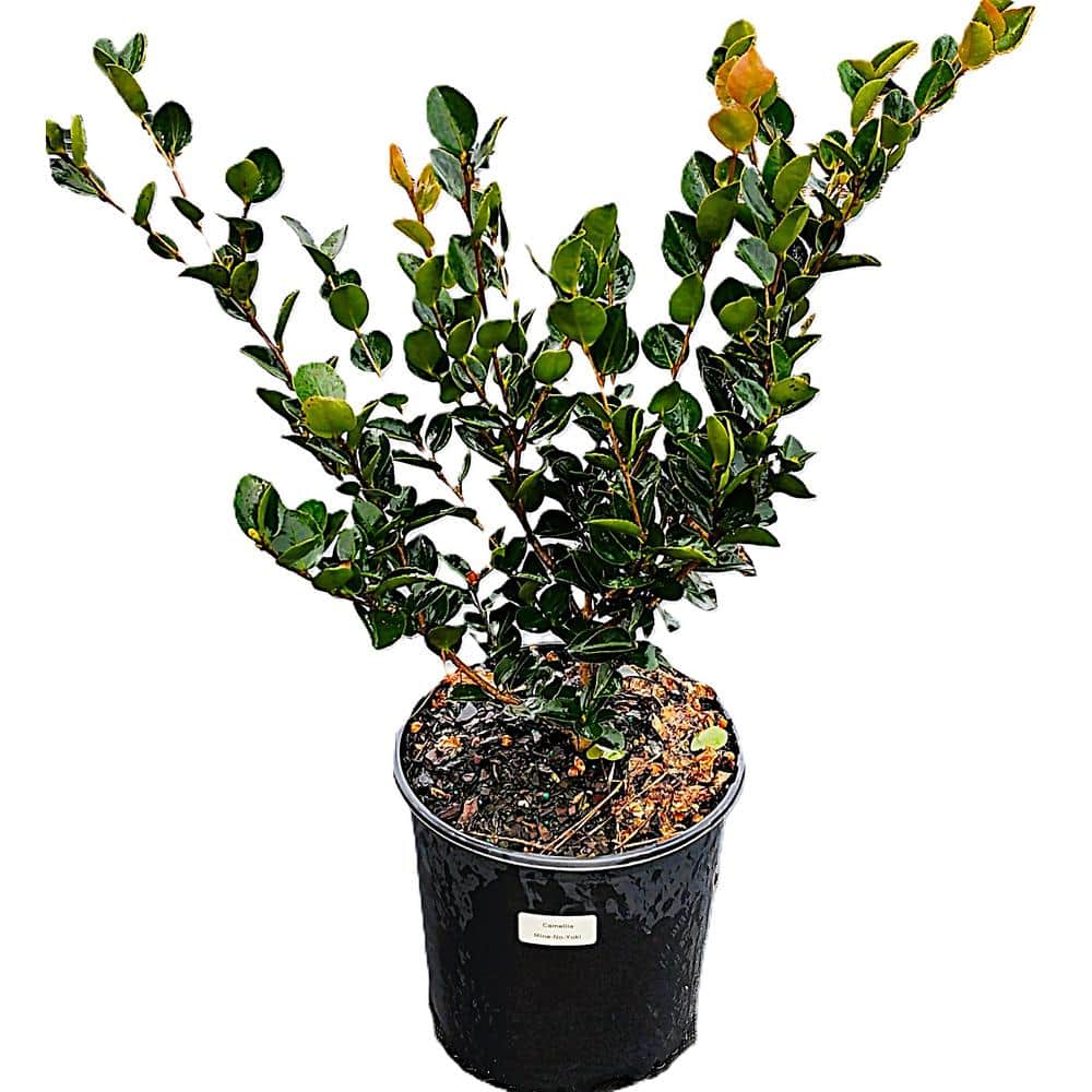 3 Gal. Camellia sasanqua Mine-No-Yuki with white blooms