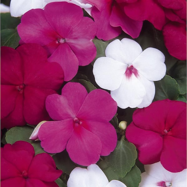 BELL NURSERY 10 in. Dazzler Merlot Impatiens Mix Annual Live Plant in Hanging Basket