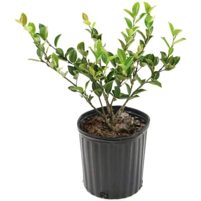 national PLANT NETWORK 2.5 qt. Spirea Reeves Flowering Shrub with White ...