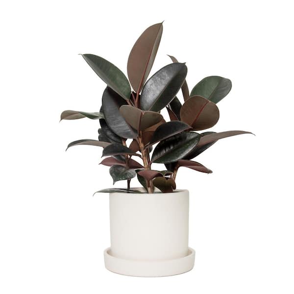 national PLANT NETWORK 7 in. Stonewash Recycled Planter with Saucer and 6 in. Ficus Burgundy (1-Piece)