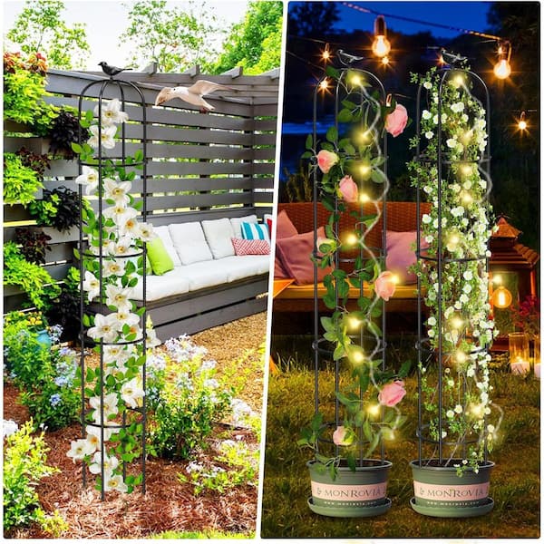 olivenbaum giftig katzen Olivenbaum Olea Europaea Pom Pon Plateau | 160cm