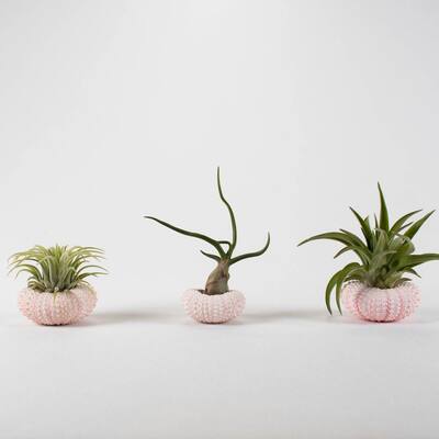 Air Plant Trio (Tillandsias) - Live Plants in 1.5 in. - 2.5 in. Pink, White and Peach Color Sea Urchin Shell Pot(3-Pack)