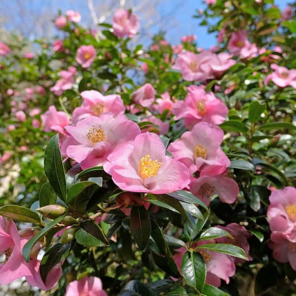 national PLANT NETWORK 1 Gal. Camellia Japonica April Remembered